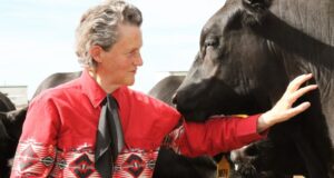 Fotografía de Temple Grandin de perfil. Ella mira y toca con una mano a un gran bovino marrón.